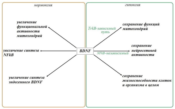Pathogenetic assessment of external respiratory function disturbance and is interrelation with BDNF gene polymorphism in military servicemen in extreme conditions of the Arctic zone